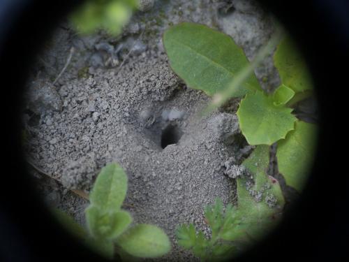 Halictinae